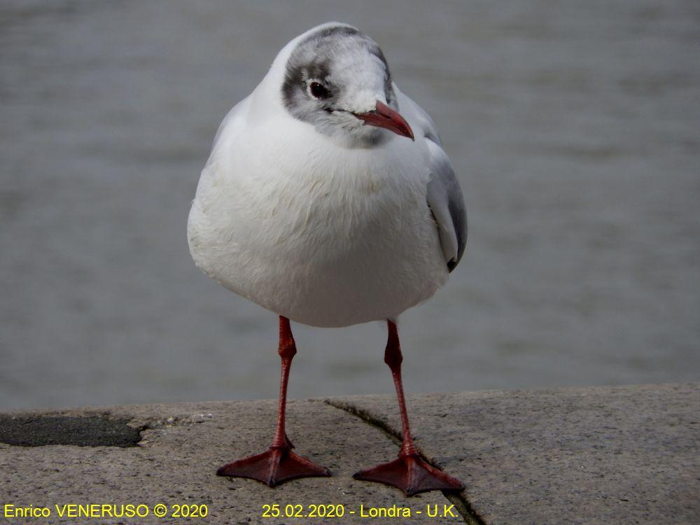 32 - Uccello del Tamigi - Thames bird
